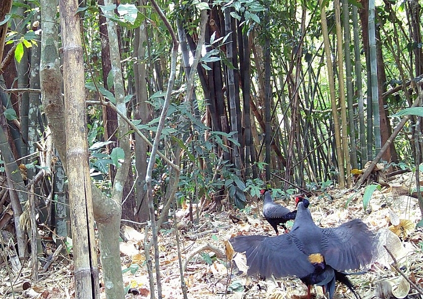 Gà lôi quý hiếm được chụp tại VQG Chư Mom Ray 