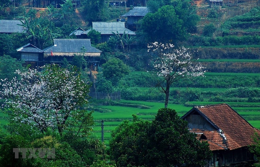 Xuân về trên những nhành hoa Tây Bắc