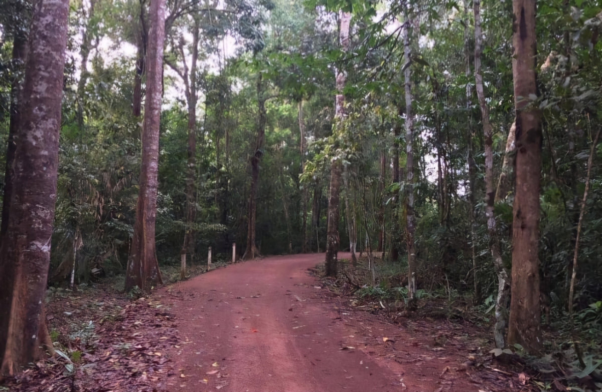 Sắc xuân trên Chiến khu D Sắc xuân trên Chiến khu D