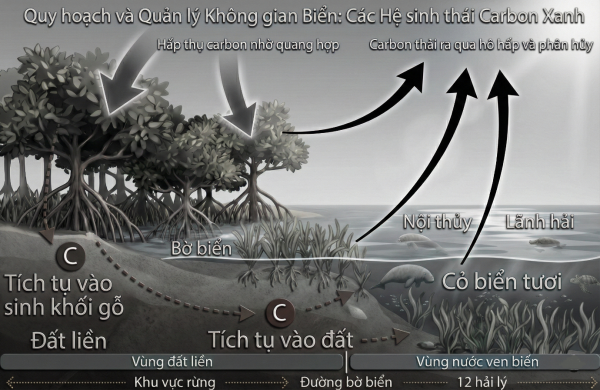 Đề xuất cơ chế thử nghiệm có kiểm soát (sandbox) cho phát triển tín chỉ carbon xanh tại Việt Nam