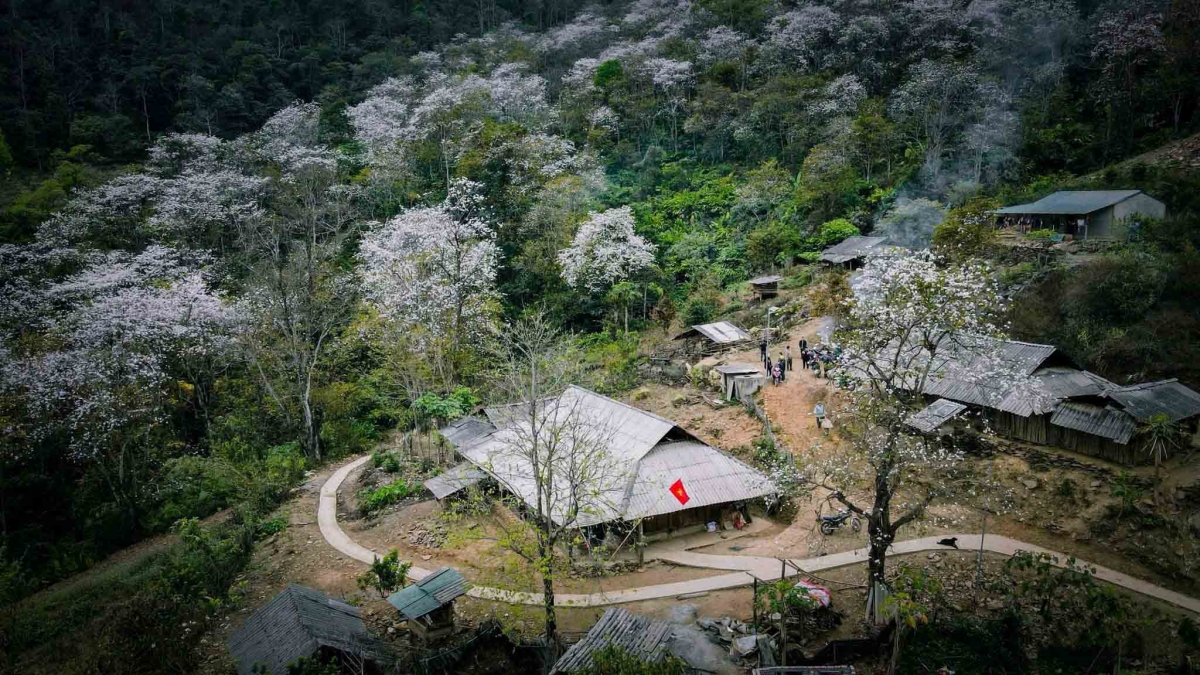 Hoa ban bung nở trắng núi rừng Tây Bắc