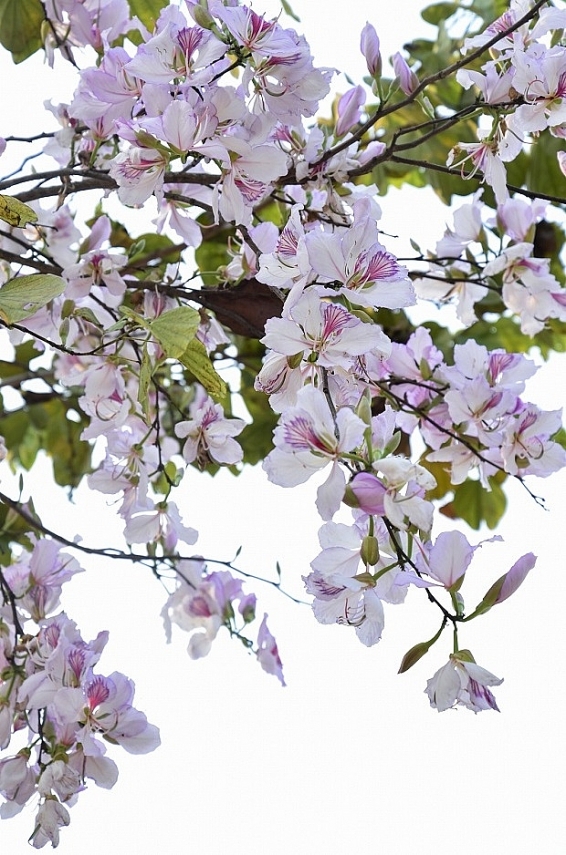 Hoa ban bung nở trắng núi rừng Tây Bắc