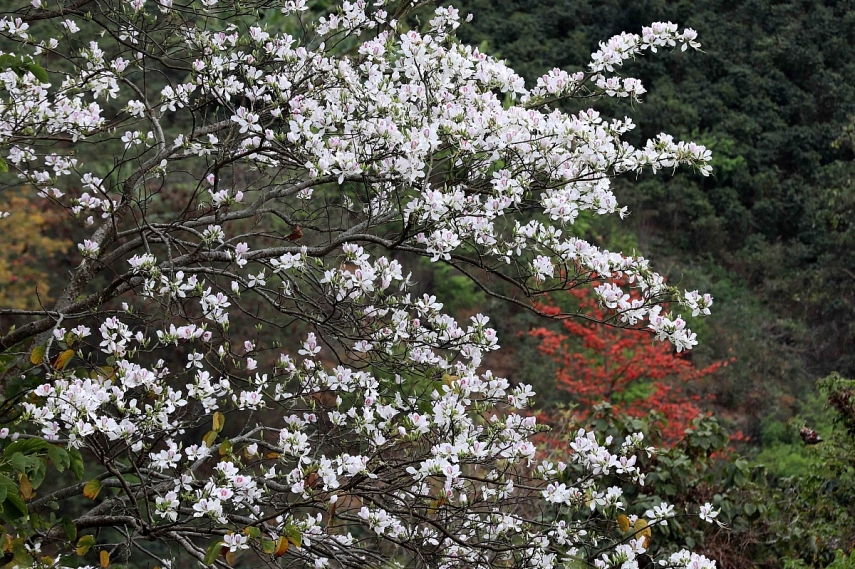 Hoa ban bung nở trắng núi rừng Tây Bắc