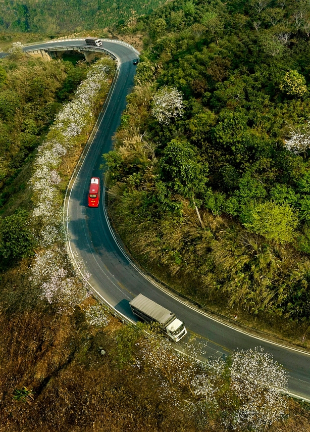 Hoa ban bung nở trắng núi rừng Tây Bắc