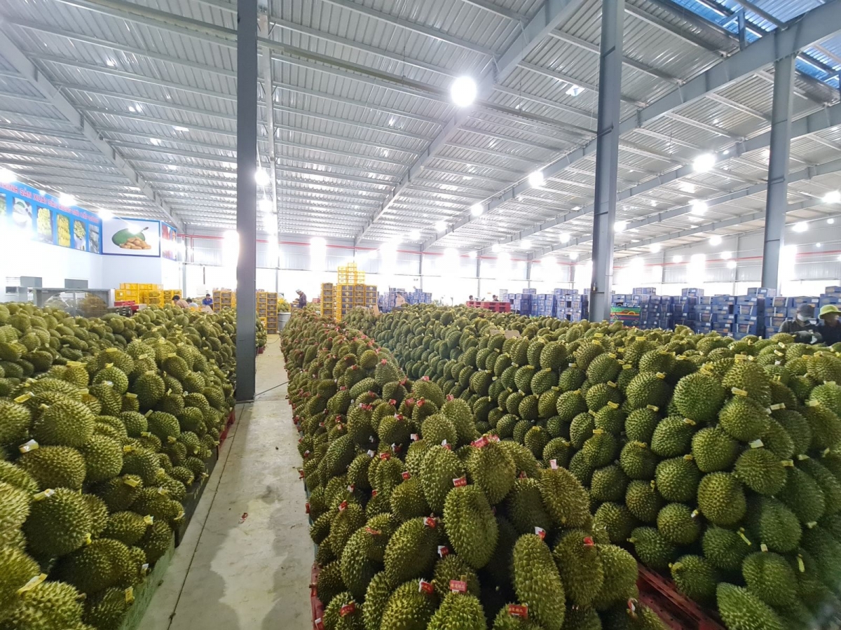 Đắk Lắk tăng tốc chuẩn bị Lễ hội Sầu riêng 2026, hướng tới quảng bá nông nghiệp xanh Đắk Lắk tăng tốc chuẩn bị Lễ hội Sầu riêng 2026, hướng tới quảng bá nông nghiệp xanh