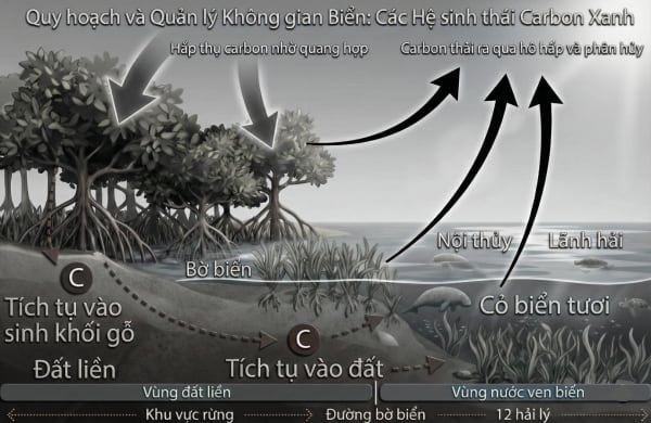 Đề xuất cơ chế thử nghiệm có kiểm soát (sandbox) cho phát triển tín chỉ carbon xanh tại Việt Nam