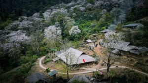 Hoa ban bung nở trắng núi rừng Tây Bắc