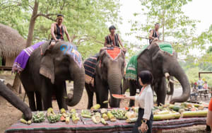 Dừng cưỡi Voi: Buôn Đôn mở lối phát triển du lịch thân thiện môi trường