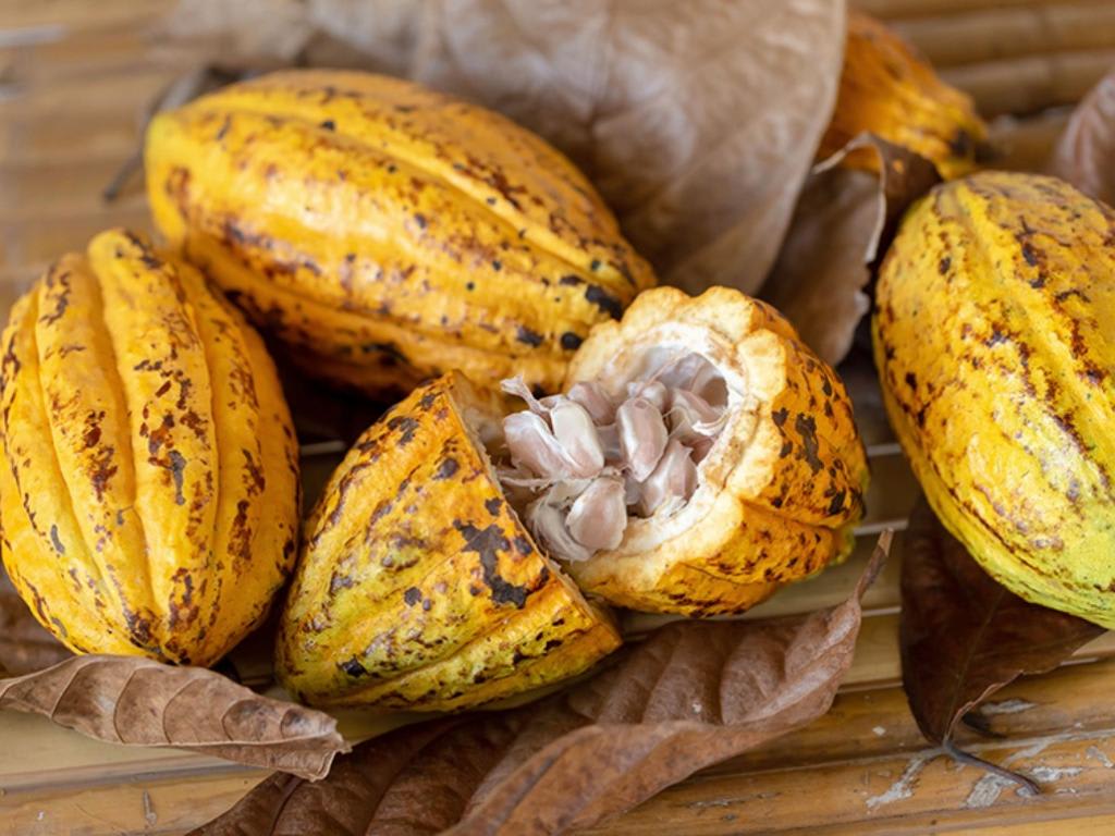 Fazenda de Cacau e seus Derivados