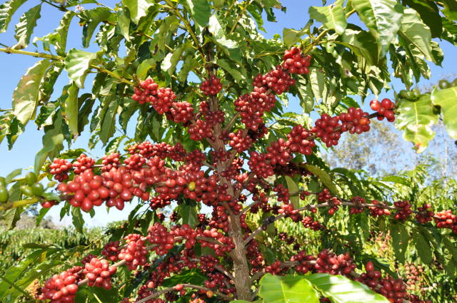 Plantação de Café