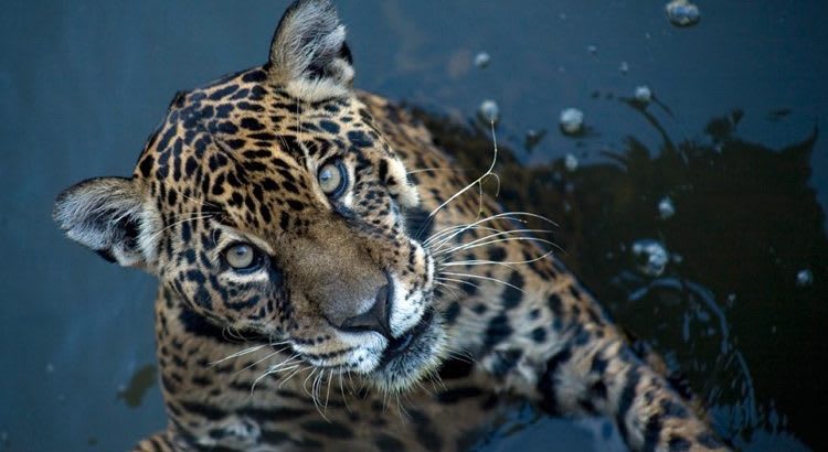 Refúgio Biológico Bela Vista