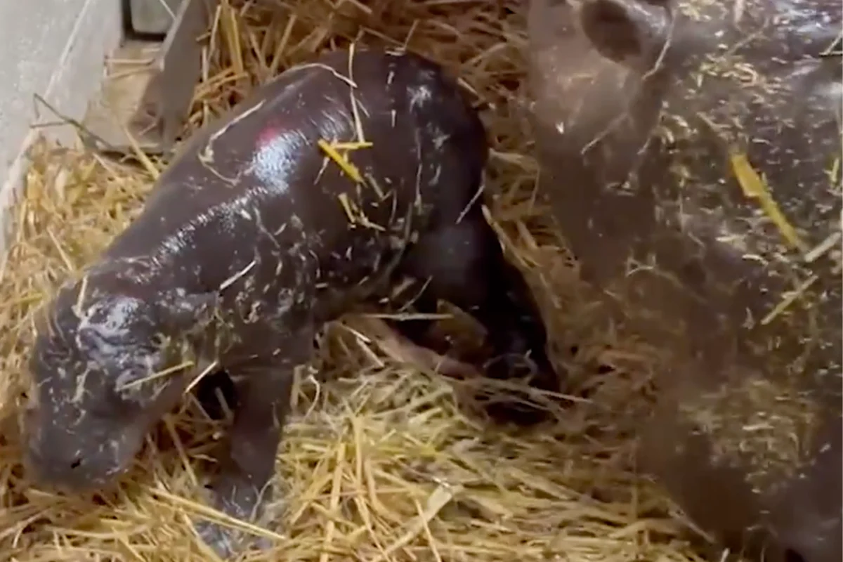 Move over, Moo Deng: Toronto Zoo welcomes adorable new pygmy hippo