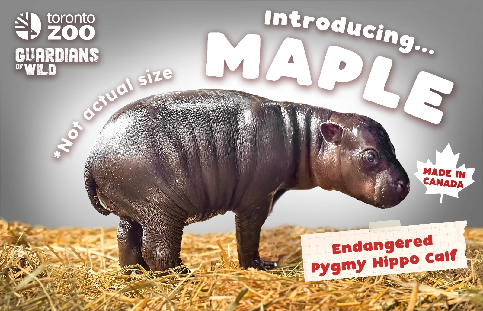 Toronto Zoo Names Its Pygmy Hippo Calf 'Maple,' Canada's Only One