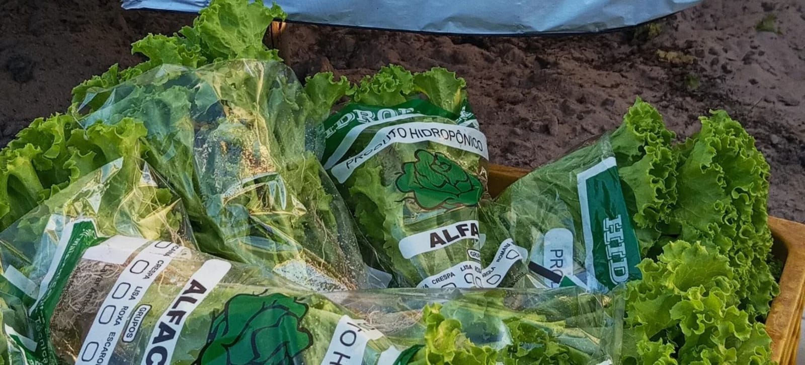 Colheita e embalagem das hortaliças da HORTI VIDA