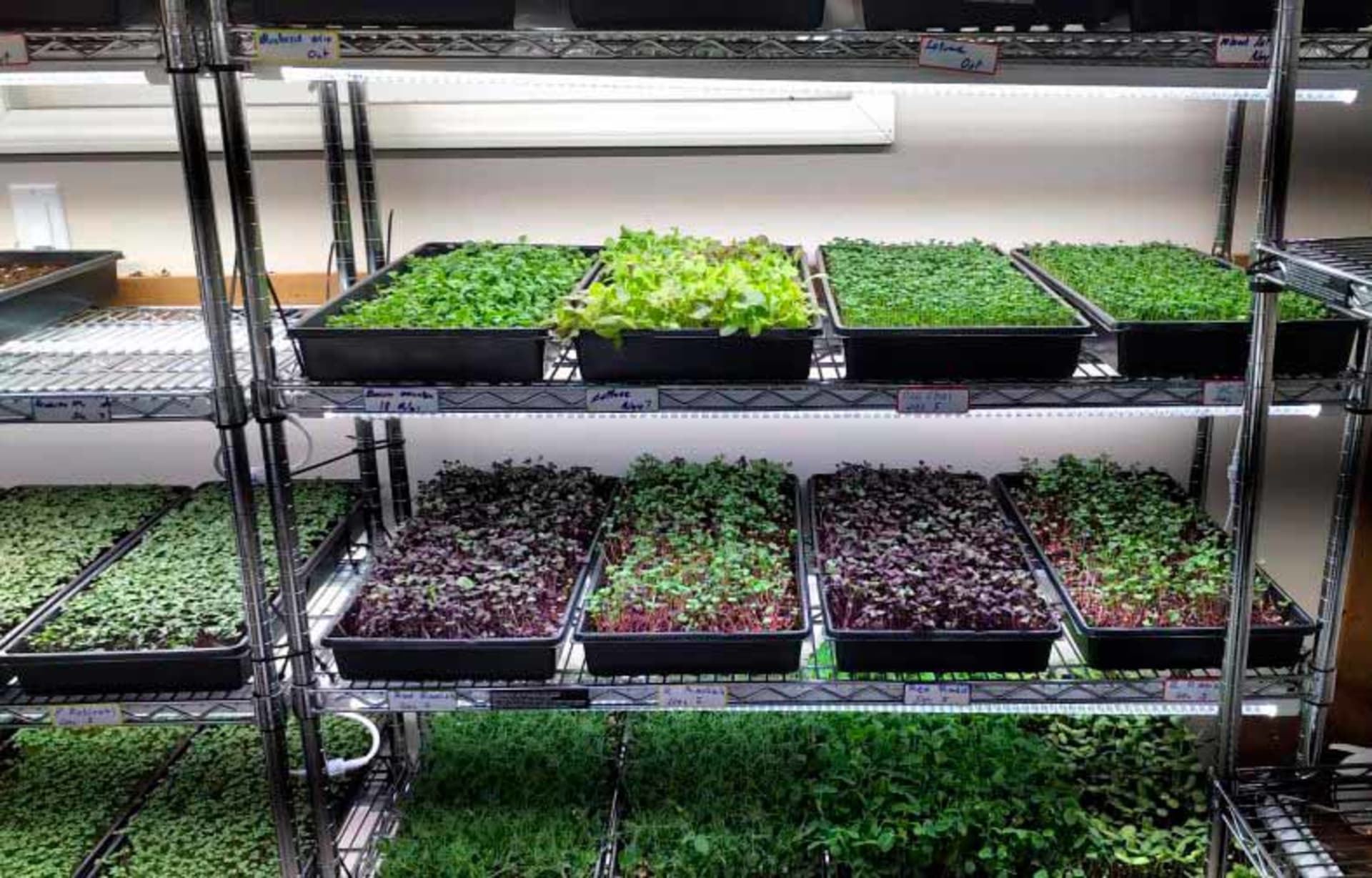 Cultivo de microverdes da HORTI VIDA