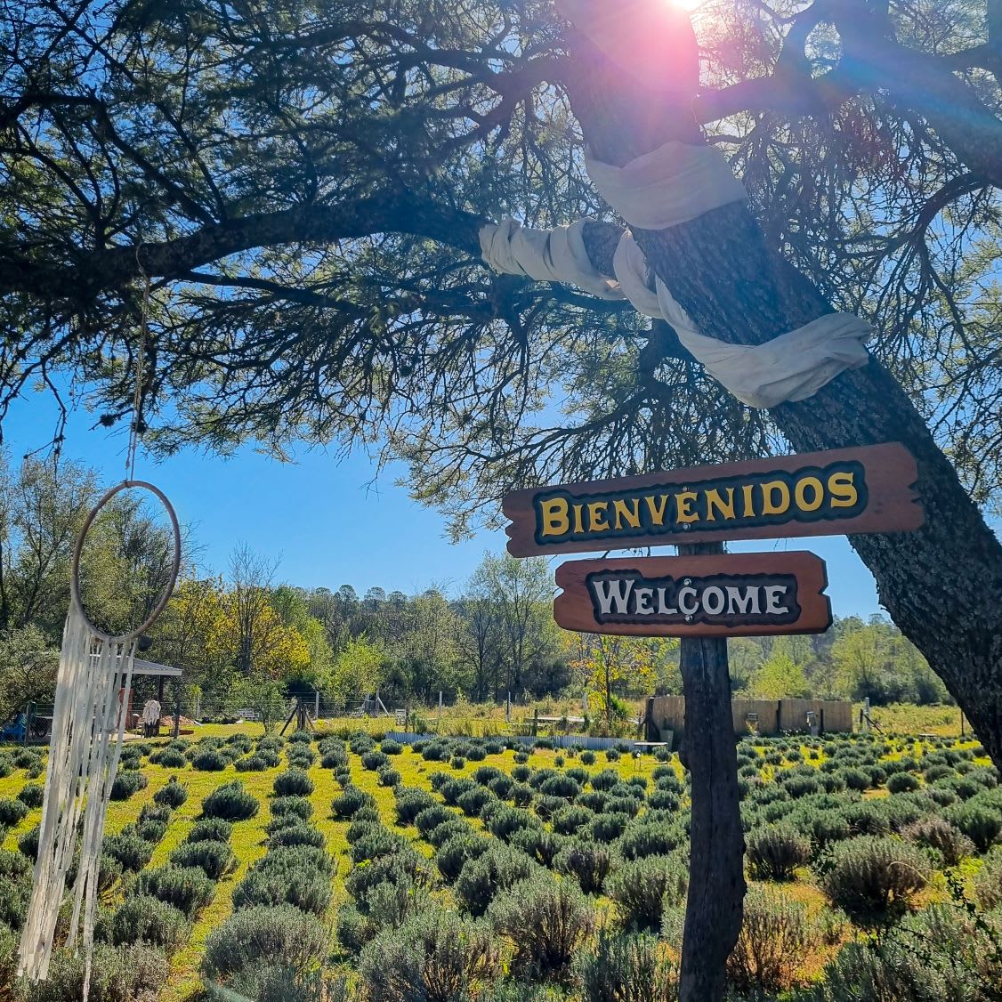 Vista del campo de lavandas