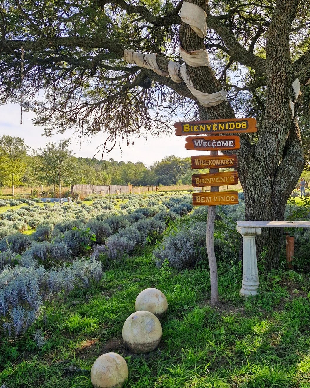 Experiencia Lavanda