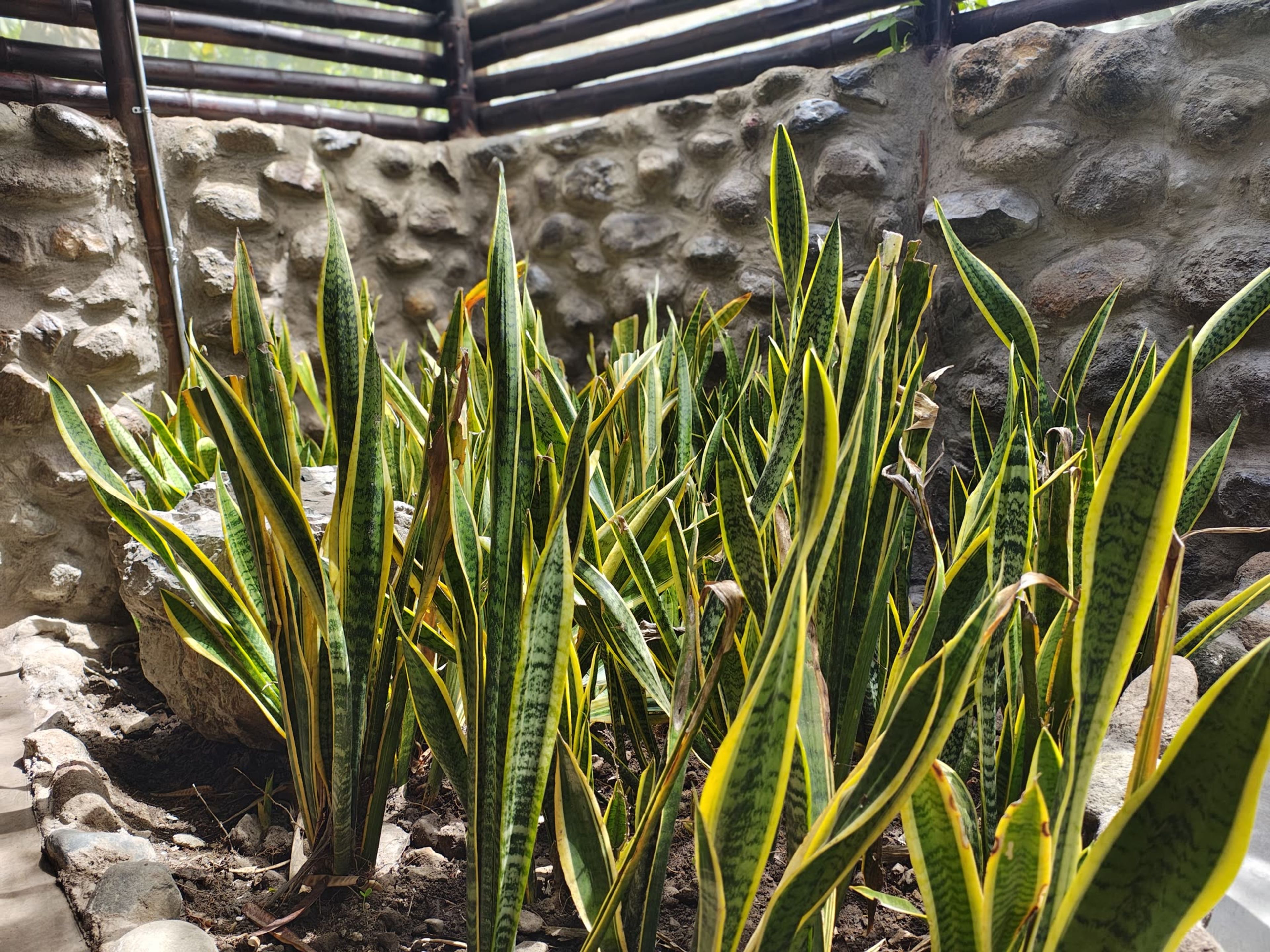 Jardín interior del baño con plantas sansevieria y muro de piedra