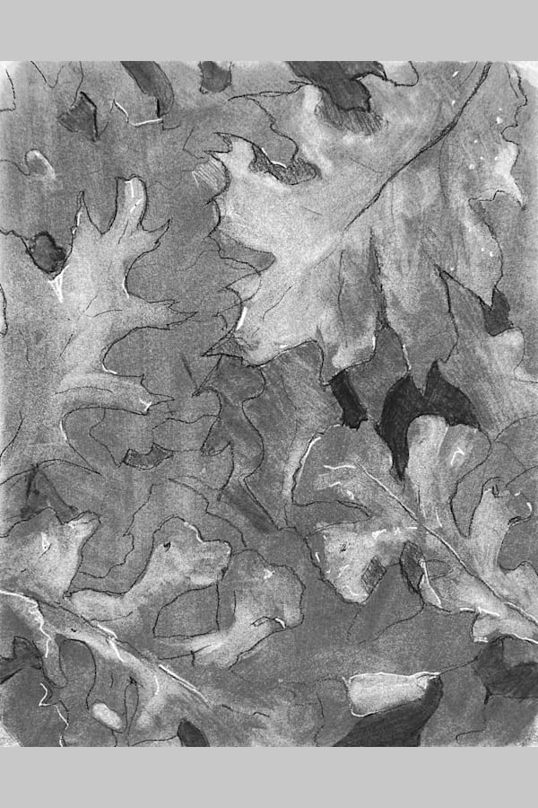 Leaf Study 1