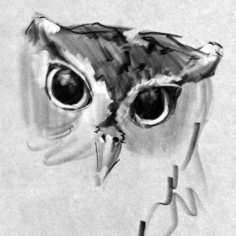 Wildlife Drawing: Owls & Corvids!
