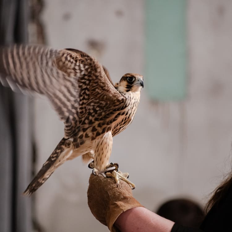 Wildlife Drawing: Hawks & Falcons!