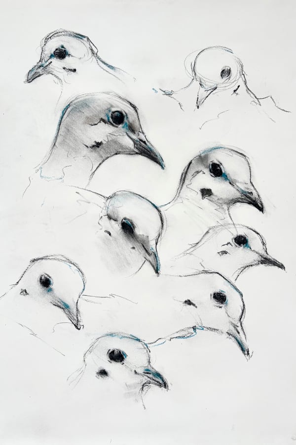 The Department of Doves