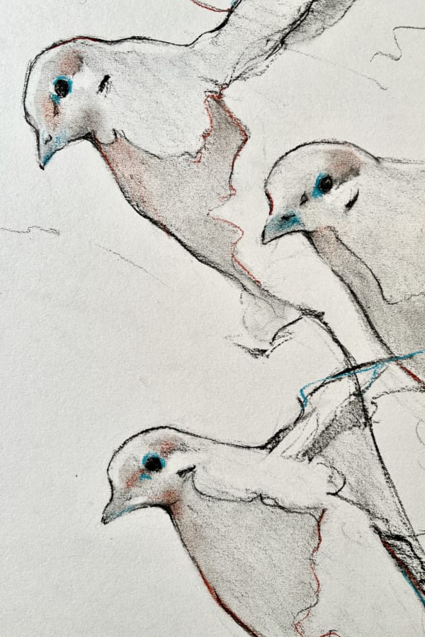 The Doves of Abshire