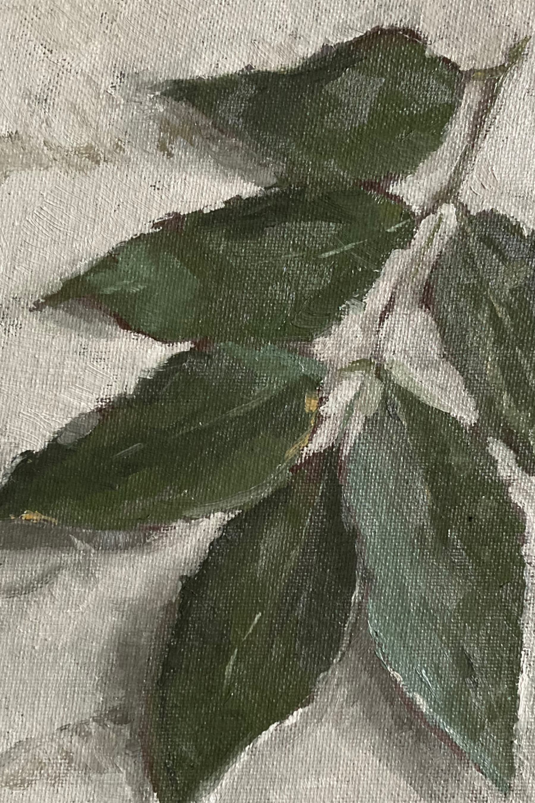 Ash Leaves