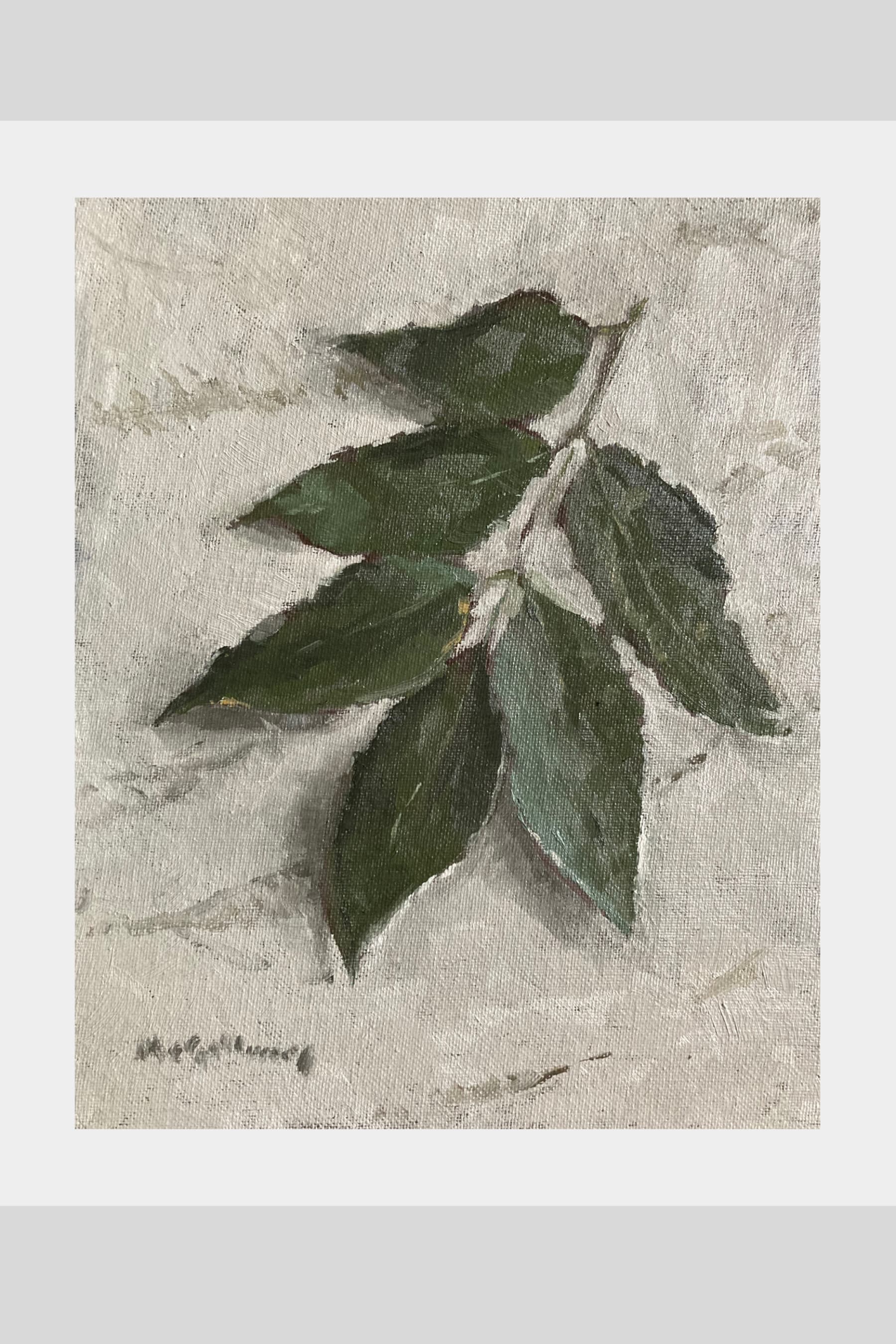 Ash Leaves
