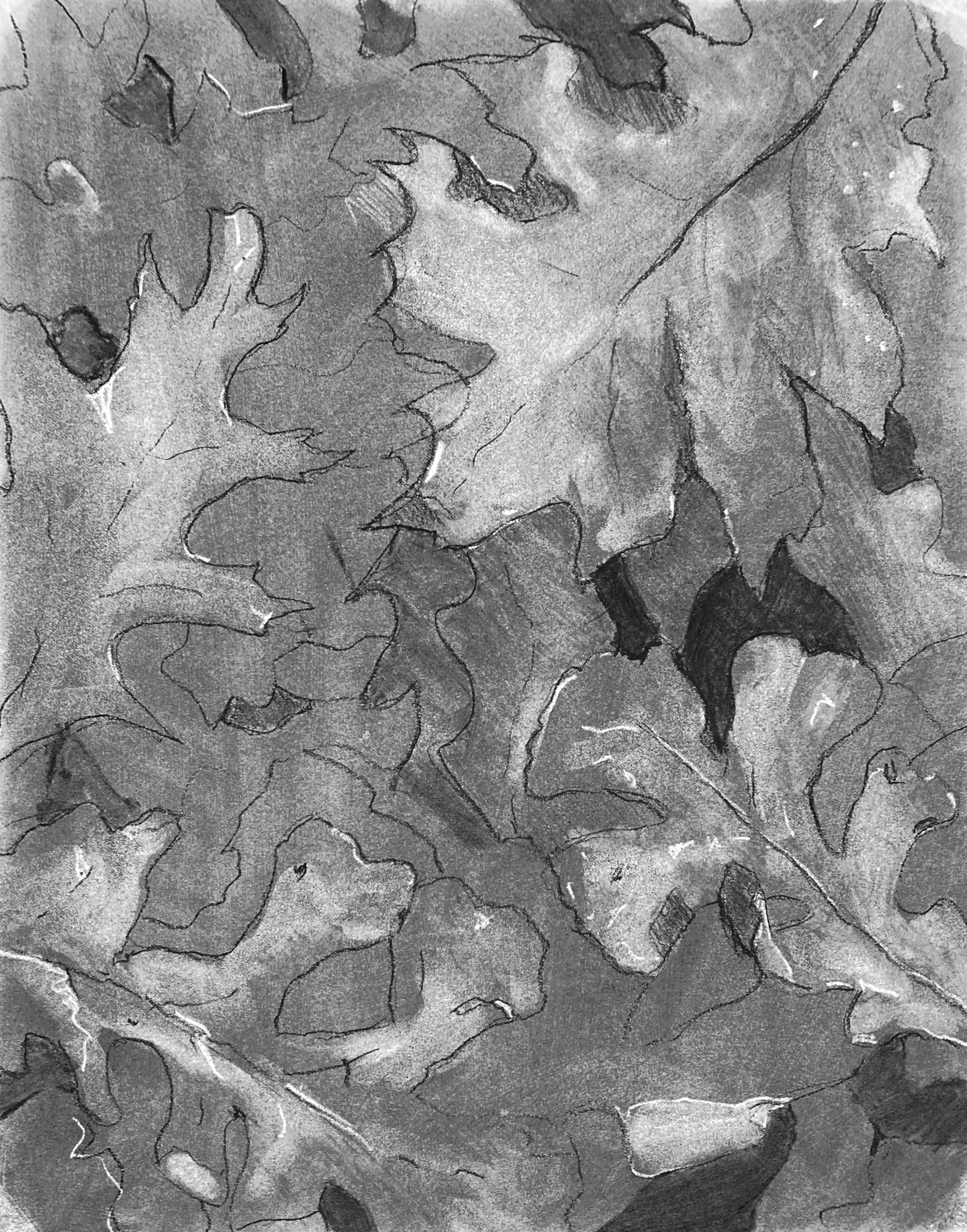 Oak Leaf Study 3