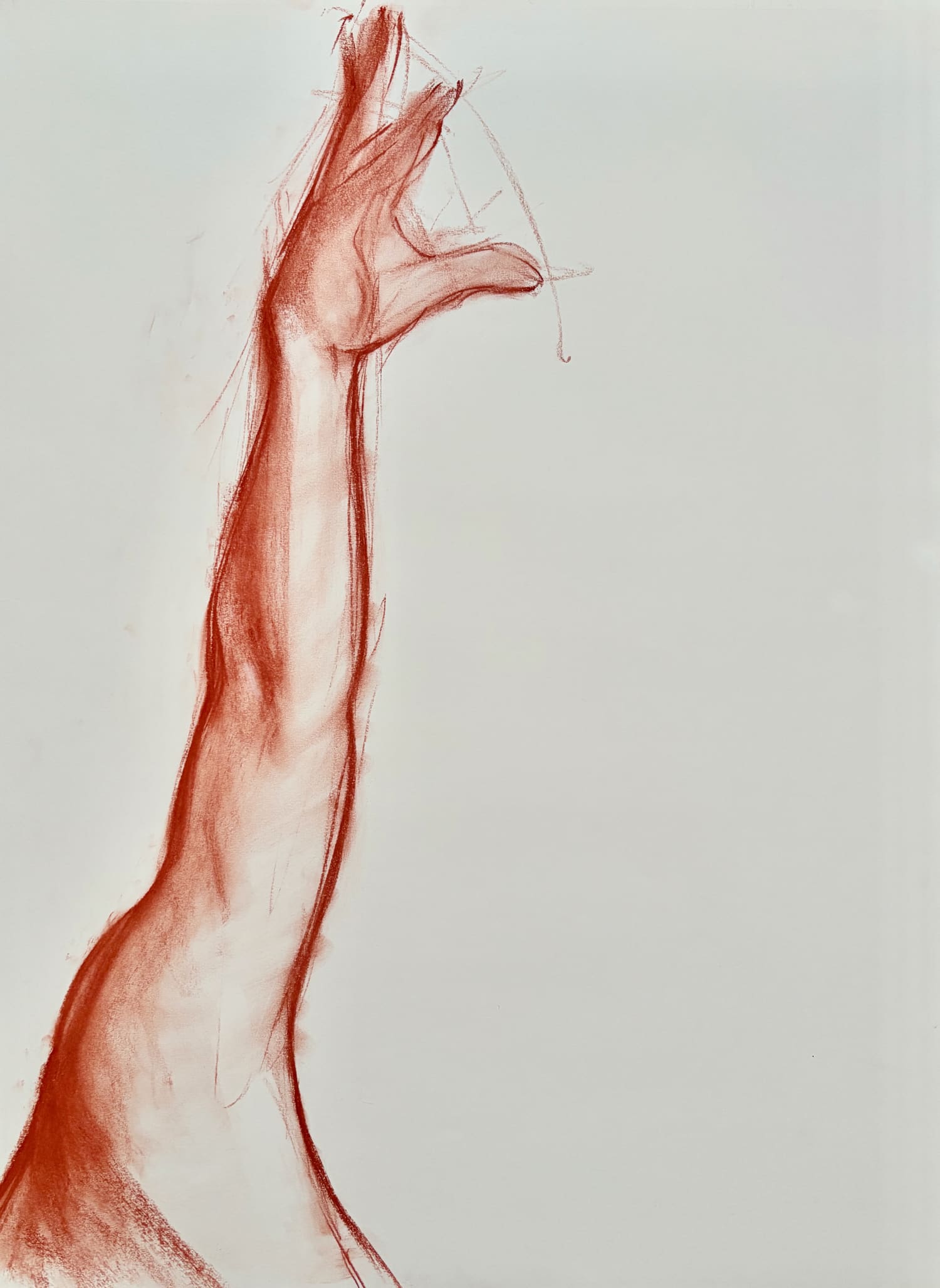 18 x 24 in., sanguine on 80lb. drawing paper