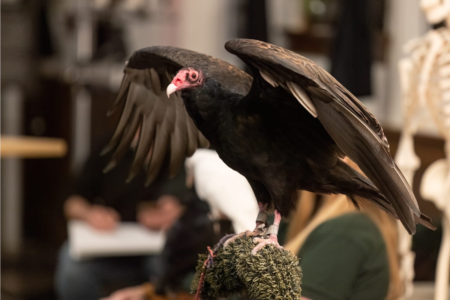 Morrie the Turkey Vulture