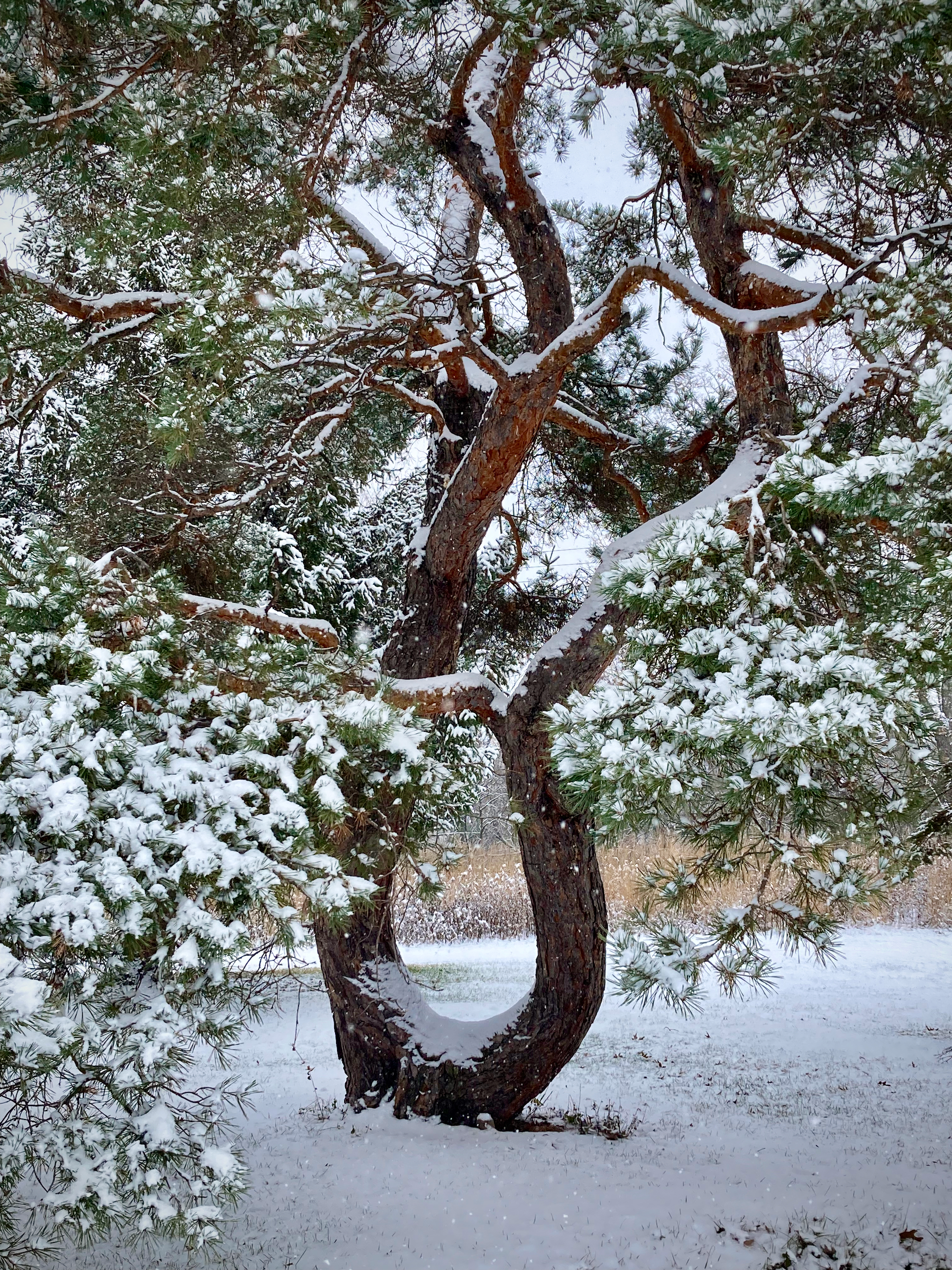 My favorite neighborhood tree, a scots pine