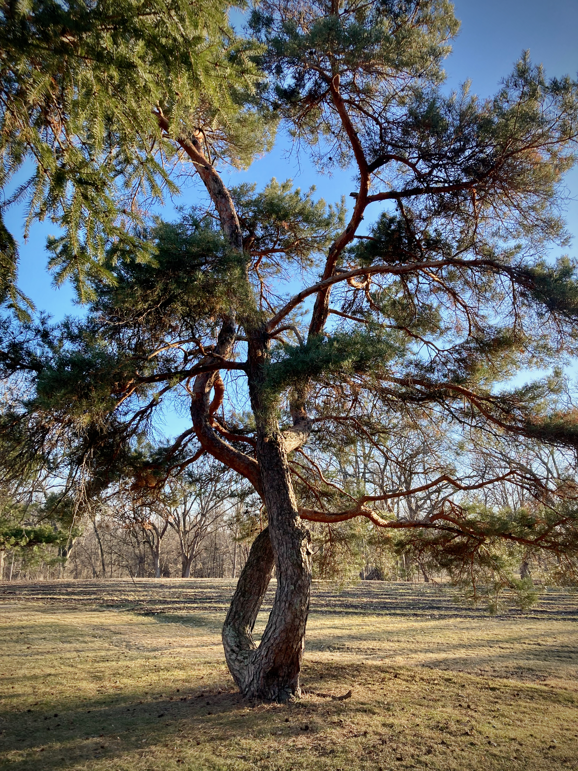 Another view of the tree