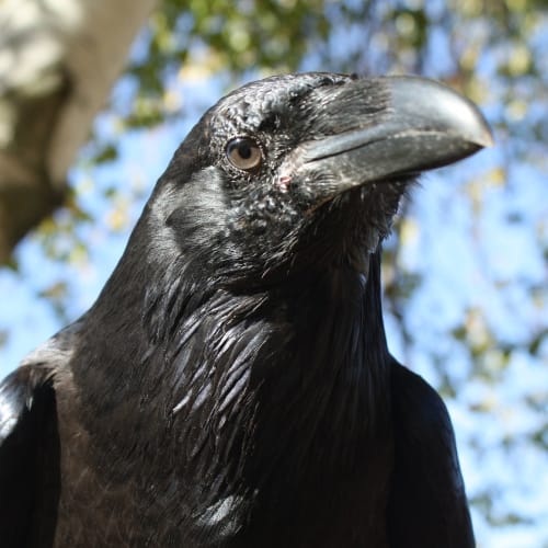 A dark black raven