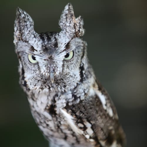 A camouflaged grey owl with piercing eyes