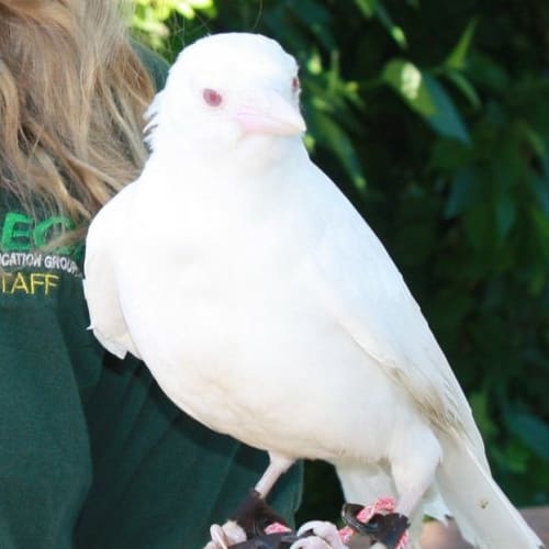 A stark white crow with haunting red eyes