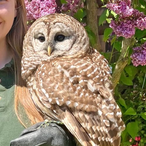 A fluffy owl