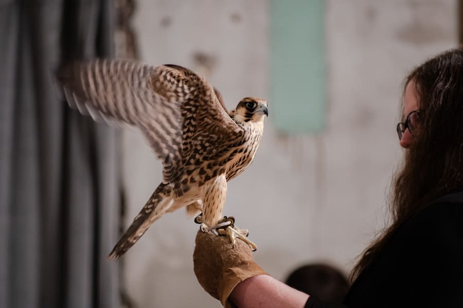 Wildlife Drawing: Hawks & Falcons!