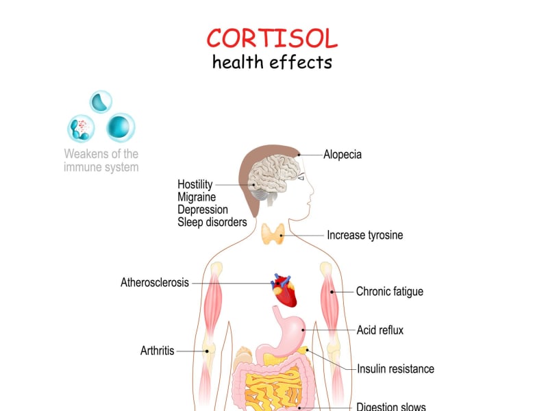 How Chronic Stress Physically Damages Your Body Over Time