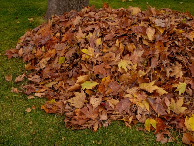 Yard Waste Removal