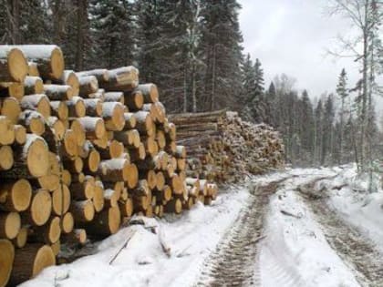 В Архангельской области руководителя лесничества подозревают в злоупотреблении полномочиями