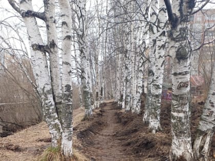 Подрядчик работ по благоустройству набережной реки Соломбалки повредил деревья