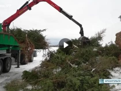 В Архангельске более сотни северян приняли участие в акции «Подари елку вторую жизнь»