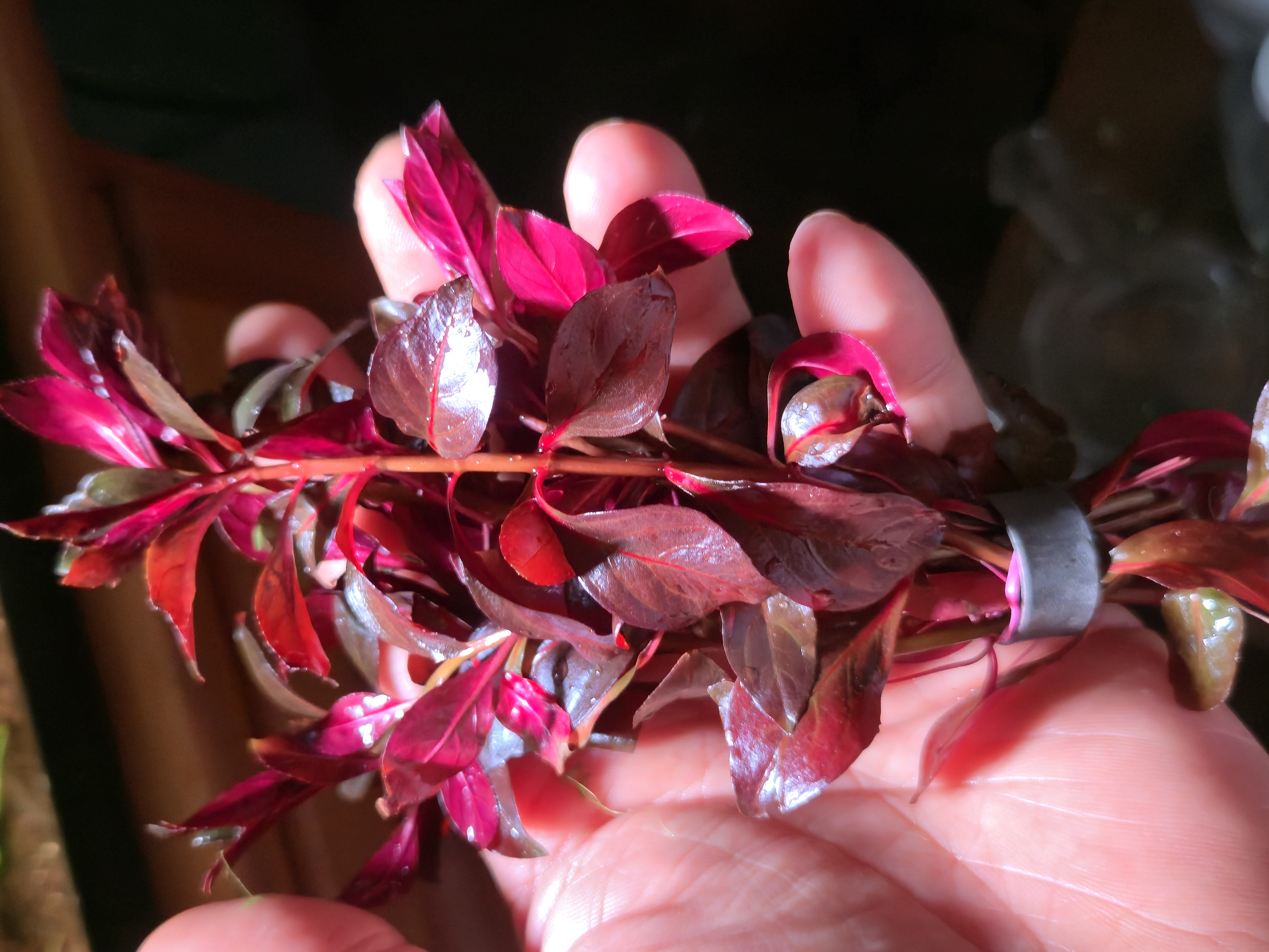Ludwigia Dark Red 2