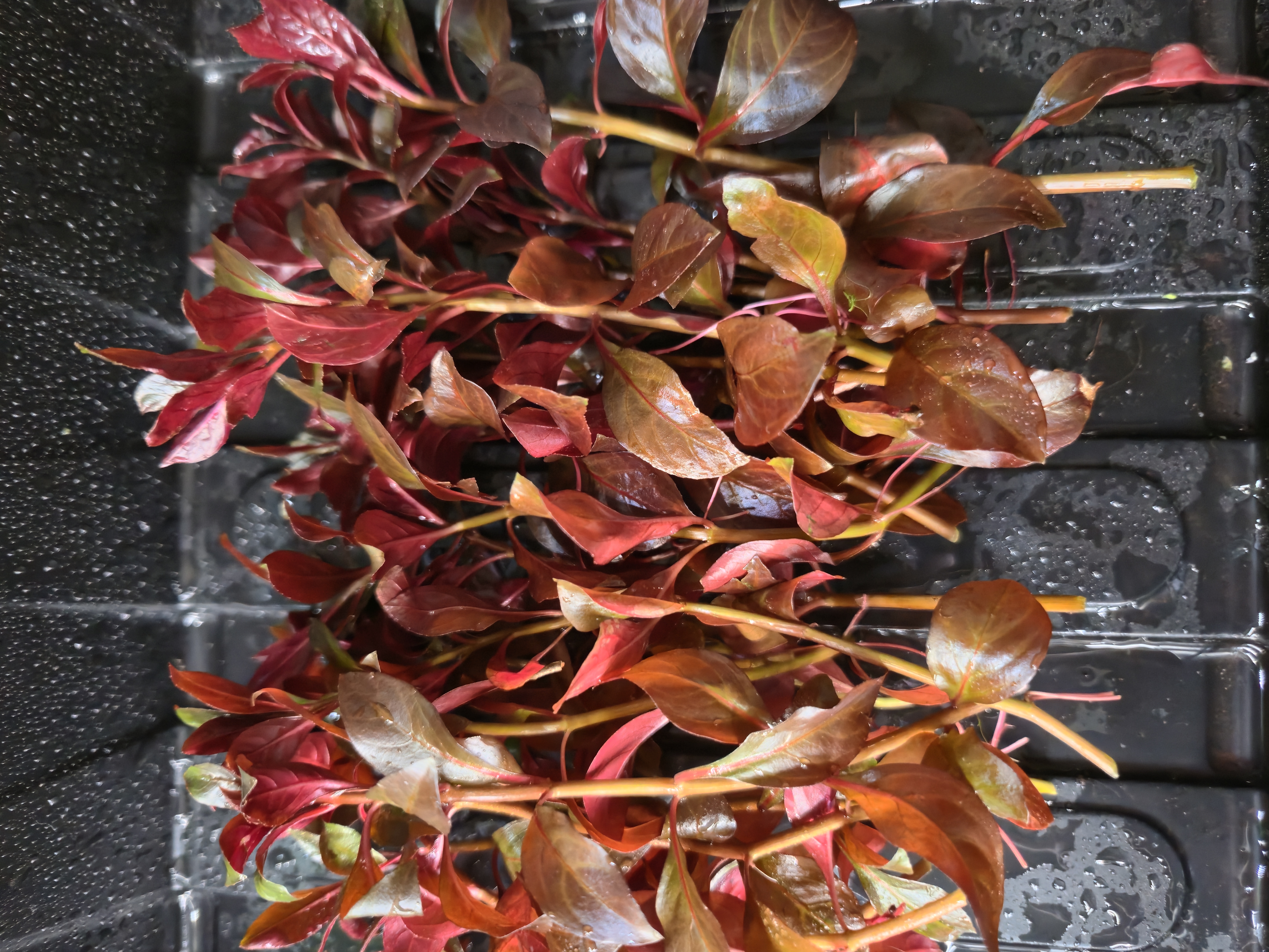 Ludwigia Dark Red 3