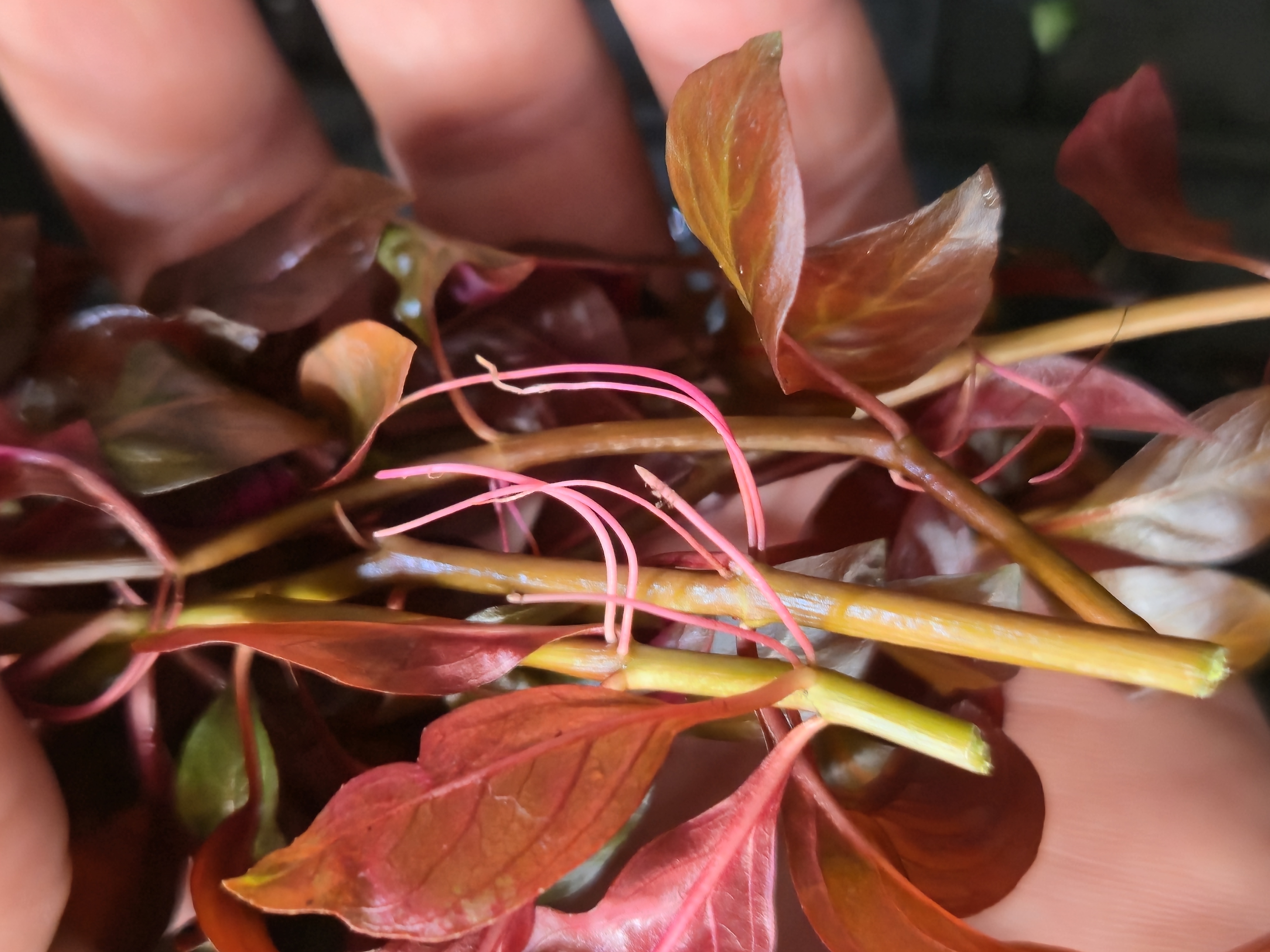 Ludwigia Dark Red 4