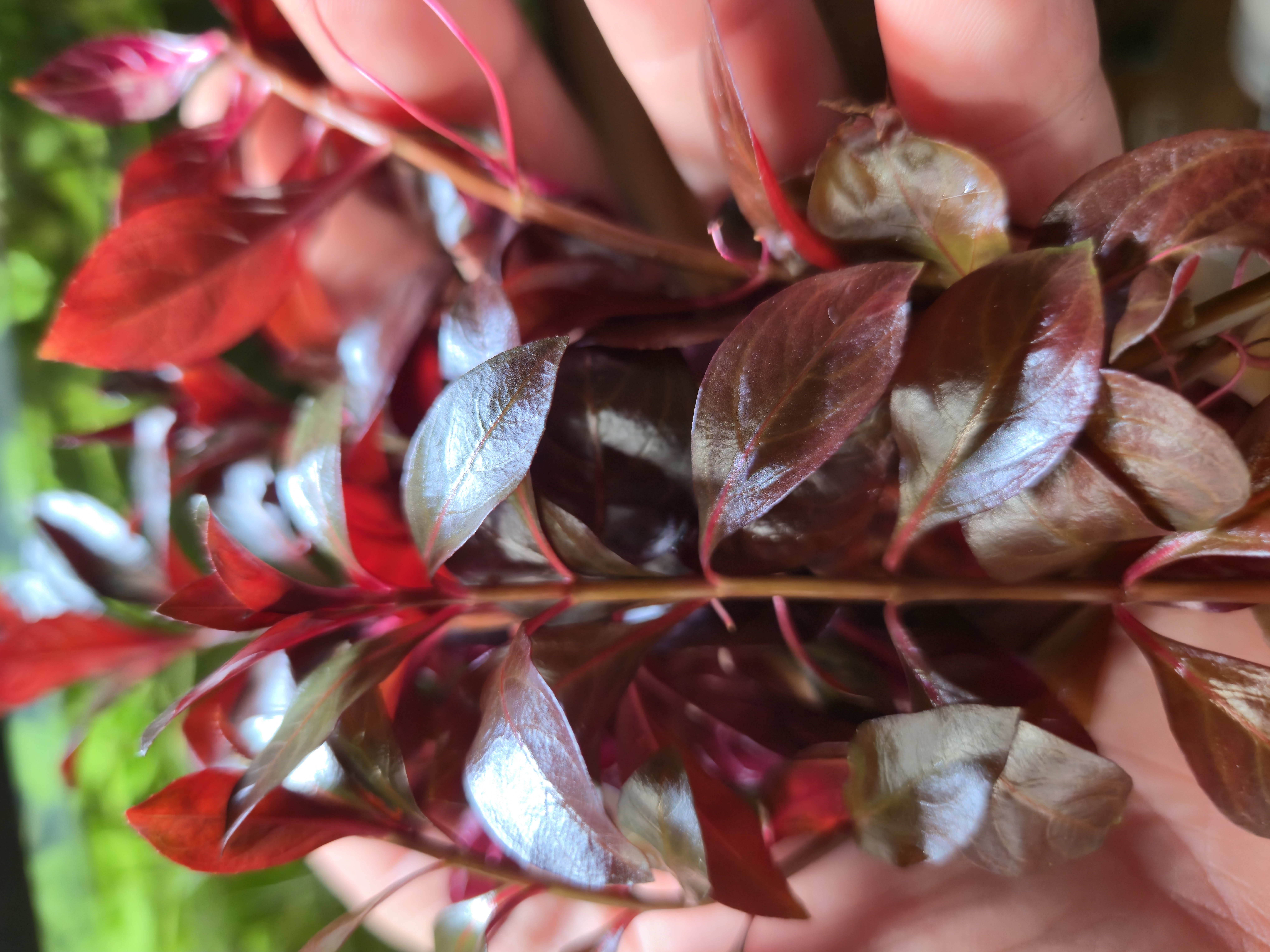 Ludwigia Dark Red 5