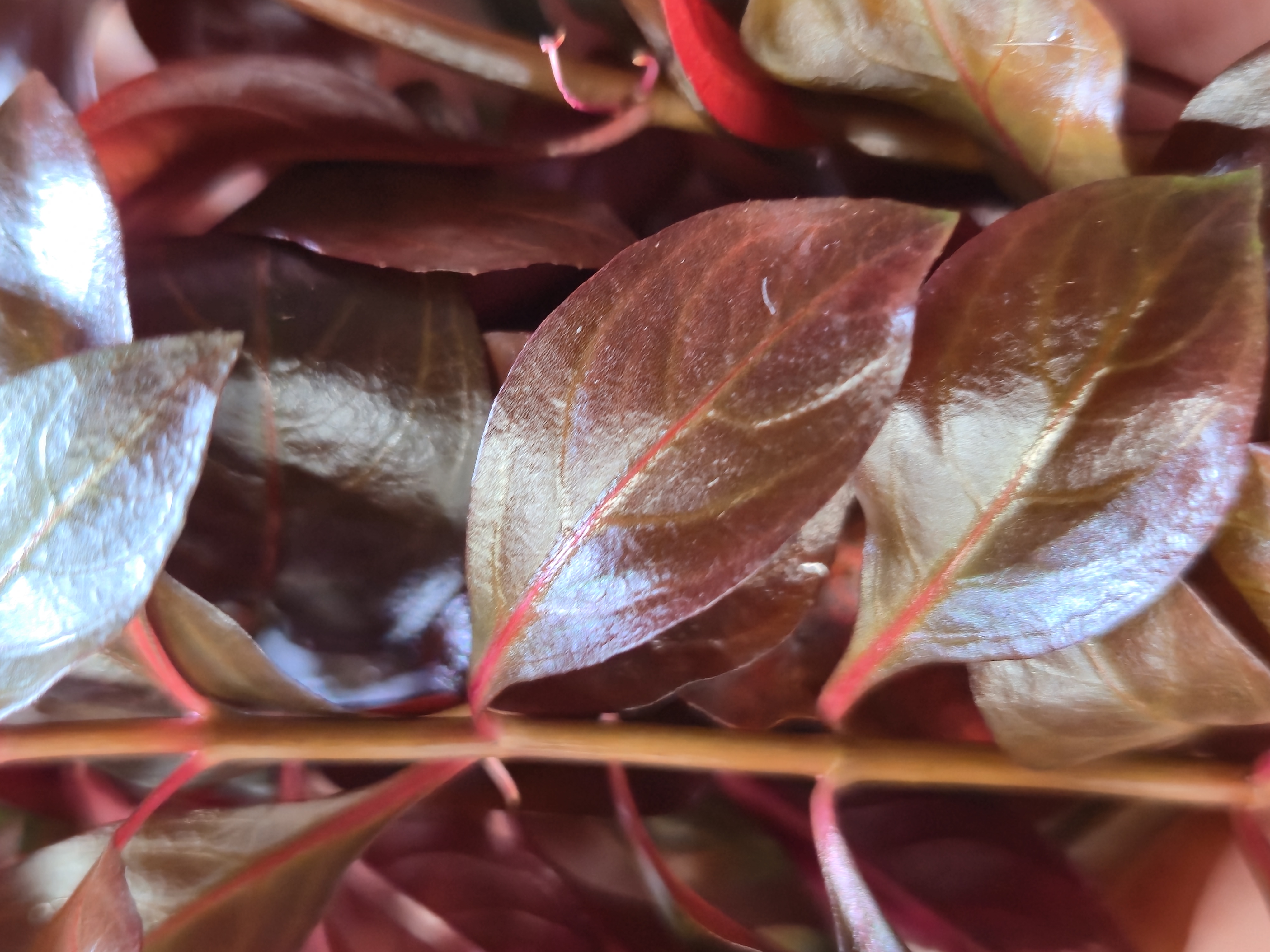 Ludwigia Dark Red 6