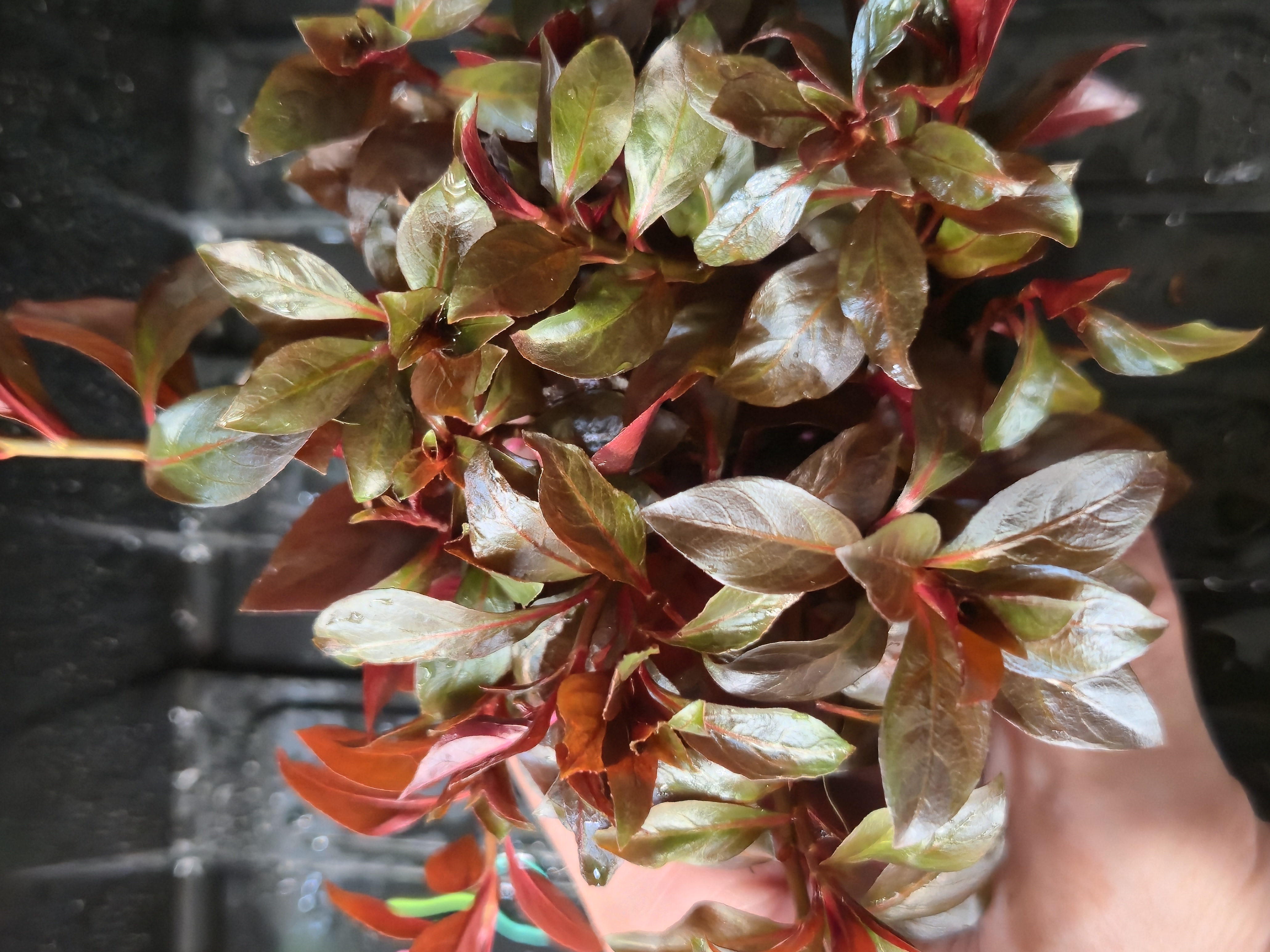 Ludwigia Dark Red 7